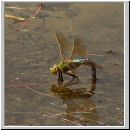Anax imperator - Grosse Koenigslibelle w08.jpg